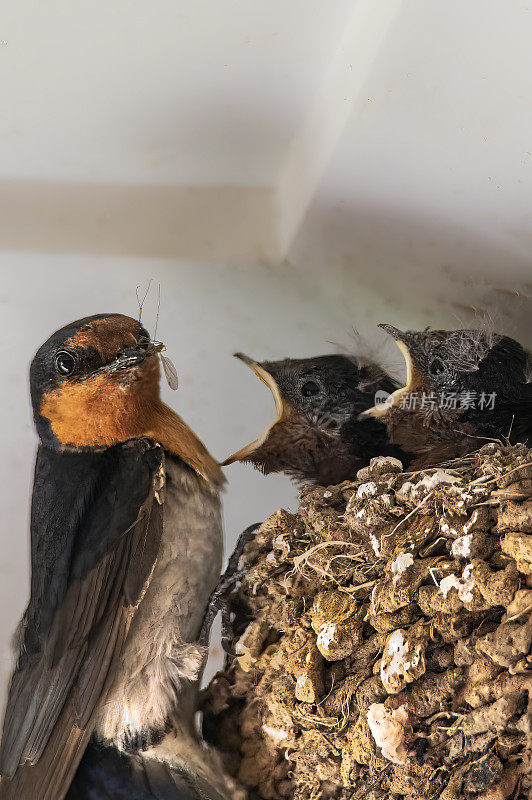 迎新燕子(Hirundo neoxena)